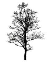 Realistic tree silhouette isolated on transparent background with clipping path and alpha channel png