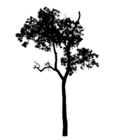 Realistic tree silhouette isolated on transparent background with clipping path and alpha channel png