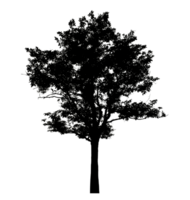 Realistic tree silhouette isolated on transparent background with clipping path and alpha channel png