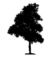 Realistic tree silhouette isolated on transparent background with clipping path and alpha channel png