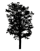 Realistic tree silhouette isolated on transparent background with clipping path and alpha channel png