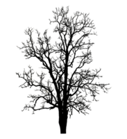 Realistic tree silhouette isolated on transparent background with clipping path and alpha channel png