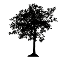 Realistic tree silhouette isolated on transparent background with clipping path and alpha channel png