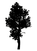 Realistic tree silhouette isolated on transparent background with clipping path and alpha channel png