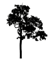 Realistic tree silhouette isolated on transparent background with clipping path and alpha channel png