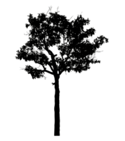 Realistic tree silhouette isolated on transparent background with clipping path and alpha channel png