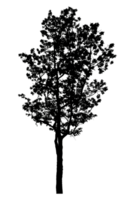 Realistic tree silhouette isolated on transparent background with clipping path and alpha channel png