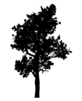 Realistic tree silhouette isolated on transparent background with clipping path and alpha channel png
