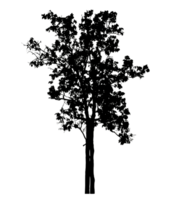 Realistic tree silhouette isolated on transparent background with clipping path and alpha channel png