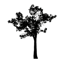 Realistic tree silhouette isolated on transparent background with clipping path and alpha channel png