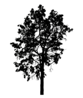 Realistic tree silhouette isolated on transparent background with clipping path and alpha channel png