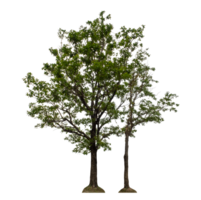 Tree isolated on transparent background png