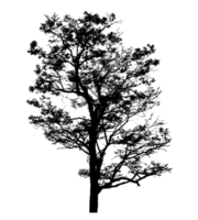 Realistic tree silhouette isolated on transparent background with clipping path and alpha channel png