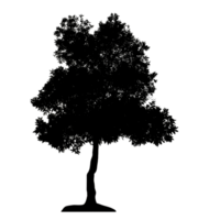 Realistic tree silhouette isolated on transparent background with clipping path and alpha channel png