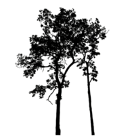 Realistic tree silhouette isolated on transparent background with clipping path and alpha channel png