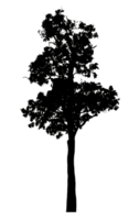 Realistic tree silhouette isolated on transparent background with clipping path and alpha channel png