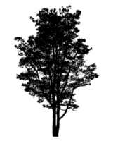 Realistic tree silhouette isolated on transparent background with clipping path and alpha channel png
