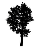Realistic tree silhouette isolated on transparent background with clipping path and alpha channel png