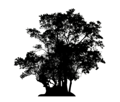 Realistic tree silhouette isolated on transparent background with clipping path and alpha channel png