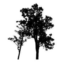 Realistic tree silhouette isolated on transparent background with clipping path and alpha channel png