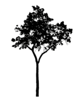 Realistic tree silhouette isolated on transparent background with clipping path and alpha channel png