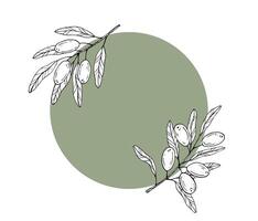 Graphics botanical black and white frame with olive branches and colored circle vector