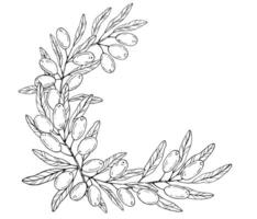 Graphics botanical black and white frame with olive branches and colored circle vector
