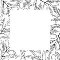 Graphics botanical black and white frame with olives and leaves. Olive branch with olives and leaves vector