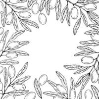 Graphics botanical black and white frame with olives and leaves. Olive branch with olives and leaves vector