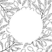 Graphics botanical black and white frame with olive and leaves. Olive branch with olives and leaves vector