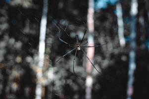 spider hanging on its web in the forest on a blurry background photo