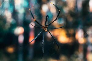 spider hanging on its web in the forest on a blurry background photo