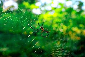 spider hanging on its web in the forest on a blurry background photo
