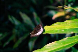 brown butterfly perched on a leaf photo