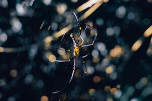 spider hanging on its web in the forest on a blurry background photo
