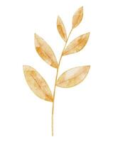 Autumn branch with yellow and orange leaves on isolated background. Drawing of fall plant for harvest festival invitations or seasonal greeting cards. Botanical element for rustic design vector