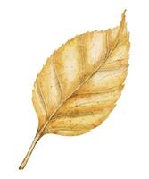 Watercolor Illustration of a Single Yellow Autumn Leaf. Drawing pf Botanical element on isolated background. Hand drawn sketch of fall plant for harvest design or Halloween greeting cards vector