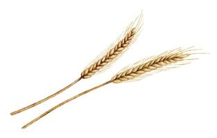 Spikelets of wheat or ray watercolor illustration on isolated background. Drawing of grain for harvest invitations or autumn greeting cards. Fall set with ingredient for bakery and pastry vector
