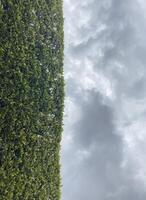 Clouds, sky and nature photo
