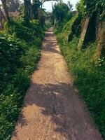 straight path with green grass on either side photo