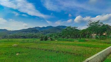 view of rice fields with mountains in the background photo