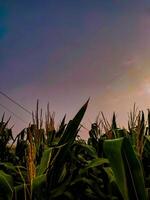 corn field with sunset background photo