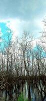swamp and dry trees on a background of white clouds and blue sky photo