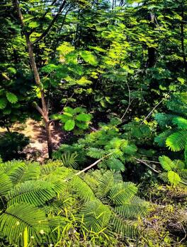 a lush green forest with ferns and trees photo