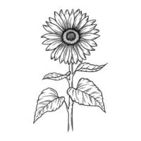 sunflower illustration in line art style. Graphic monochrome drawing. Hand drawn floral outline sketch, engraved illustration. Design element for coloring book page, tattoo, logo, icon, label. vector