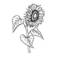 sunflower illustration in line art style. Graphic monochrome drawing. Hand drawn floral outline sketch, engraved illustration. Design element for coloring book page, tattoo, logo, icon, label. vector