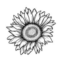 sunflower illustration in line art style. Graphic monochrome drawing. Hand drawn floral outline sketch, engraved illustration. Design element for coloring book page, tattoo, logo, icon, label. vector