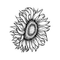 sunflower illustration in line art style. Graphic monochrome drawing. Hand drawn floral outline sketch, engraved illustration. Design element for coloring book page, tattoo, logo, icon, label. vector