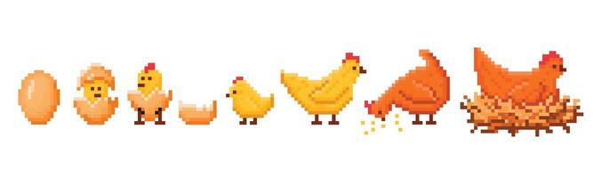 Pixel art chicken hatching. Hen life cycle sequence from egg to chick and adult chicken, retro 8-bit game style illustration set vector