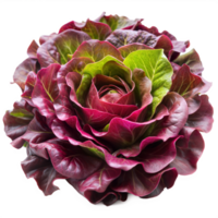 Fresh Red Leaf Lettuce Placed on a Neutral Background in Natural Daylight for Culinary Presentation png